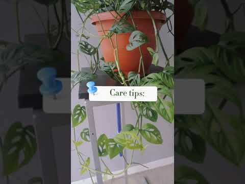 Trailing Monstera Adansonii Care Tips