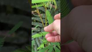 fern (sensitive plant)