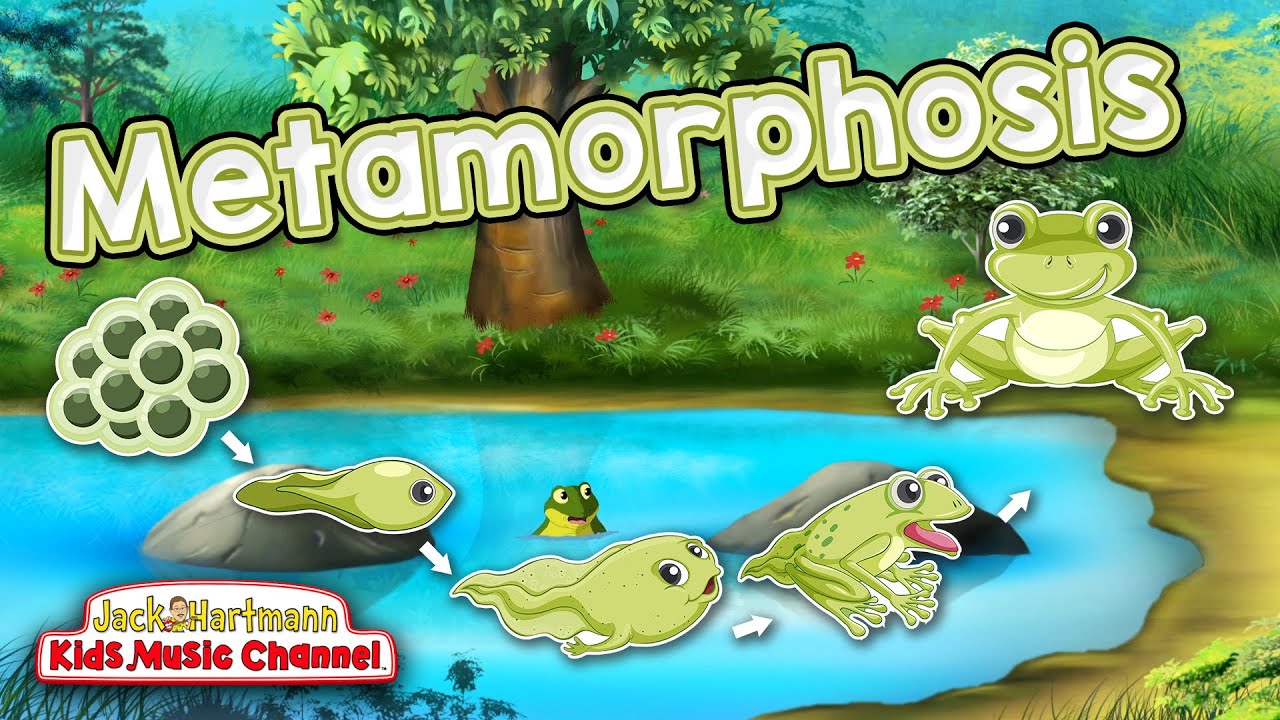 Metamorphosis! | Frogs Life Cycle Song for Kids | Jack Hartmann