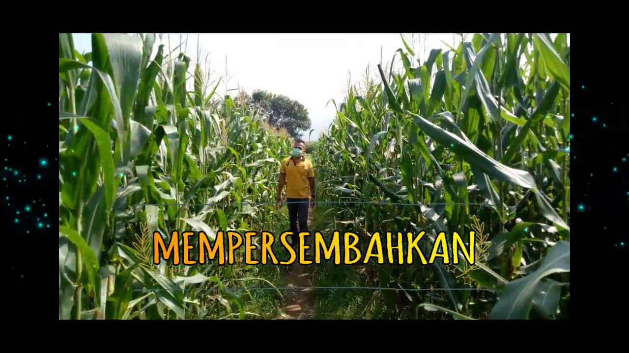 Pengamatan hama pada tanaman jagung - YouTube