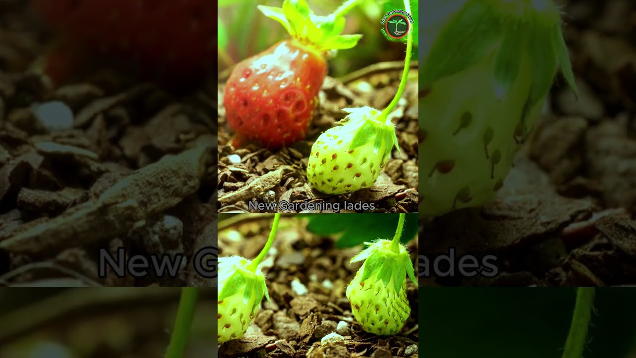 Time-Lapse: The Amazing Journey of a Strawberry Plant!