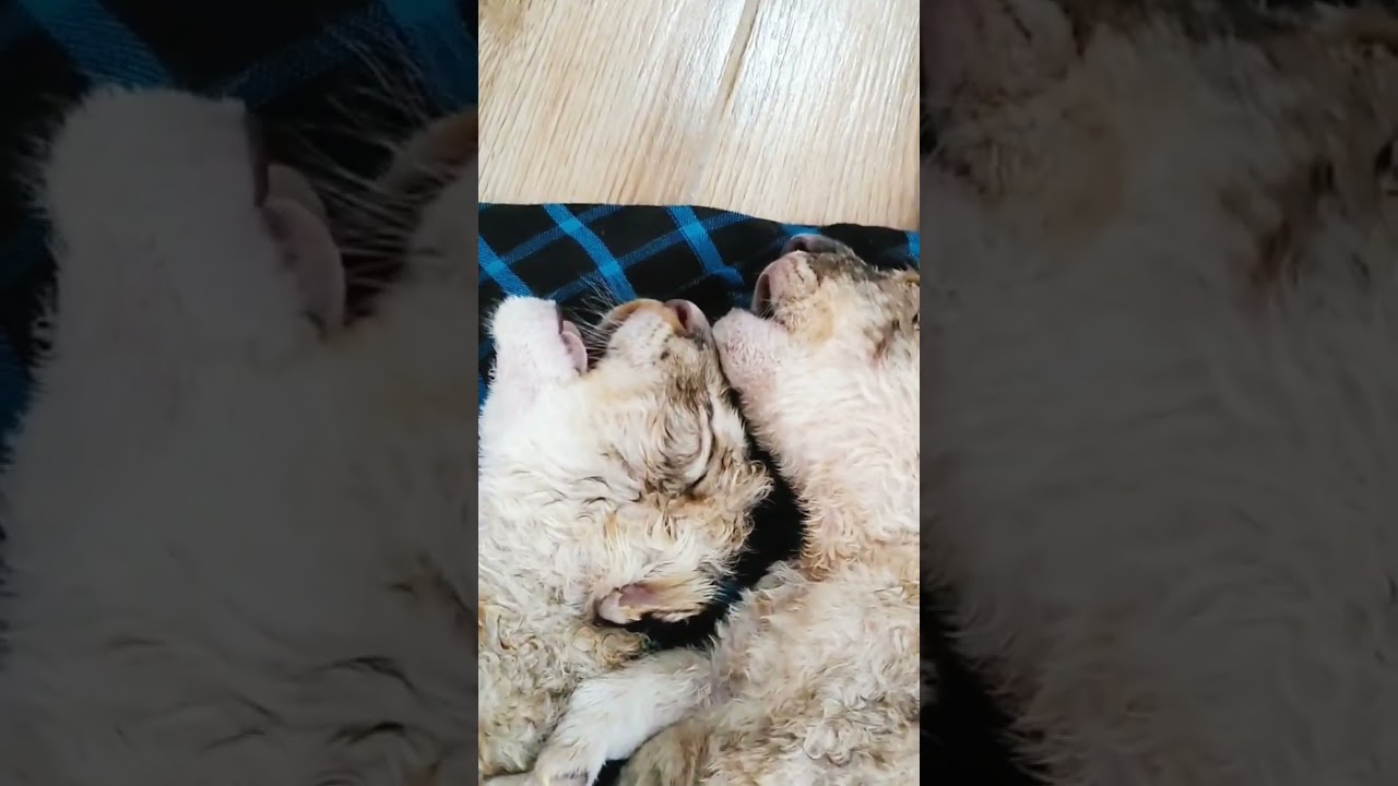 One-day-old lion cubs 😍😍👑🦁