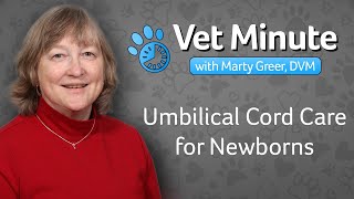 Vet Minute: Kitten & Puppy Umbilical Cord Care