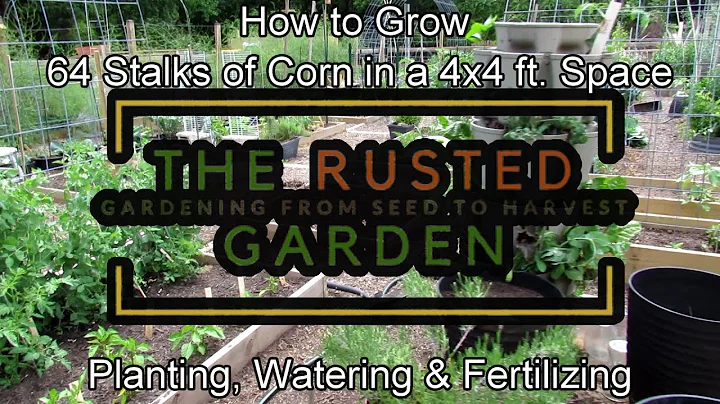 How to Grow 64 Stalks of Corn in a 4x4 Foot Space:...