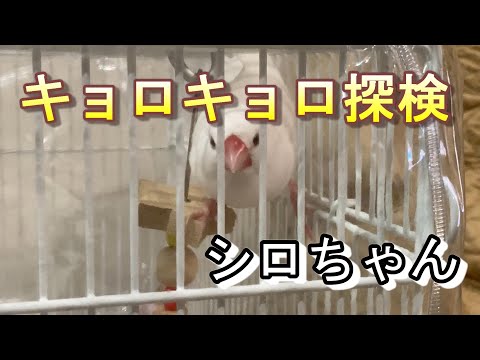 キョロキョロ探検。白文鳥のヒナのシロちゃん。ケージの中を動き回ります。Lonchura oryzivora　java sparrow