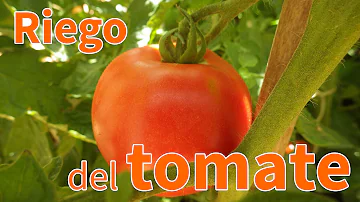 ¿Con qué frecuencia riega los tomates?