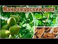 Орех маньчжурский - размножение семенами - стратификация и посадка орехов