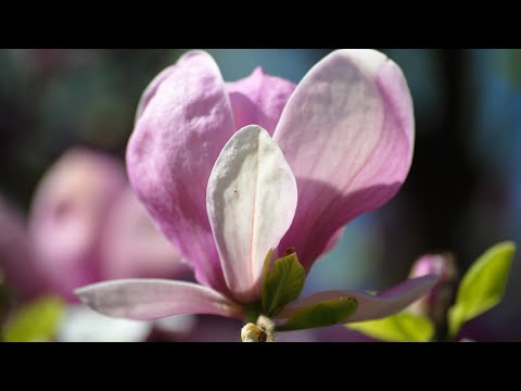 Vidéo: Nom des fleurs de la maison, photo et soins