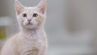 Wapiti Labs Dietary Supplements for Cats | Chewy