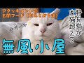 外猫ハウスに玄関フードを付けたらこうなりました！