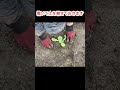 【白菜】1回目の追肥のタイミングと畝の表面が固くなって来たらすること＃白菜追肥＃白菜栽培＃家庭菜園＃shorts