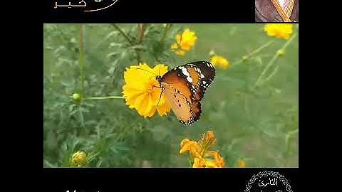 بصمة خير(سورة غافر) القارئ الشيخ زايد العطية