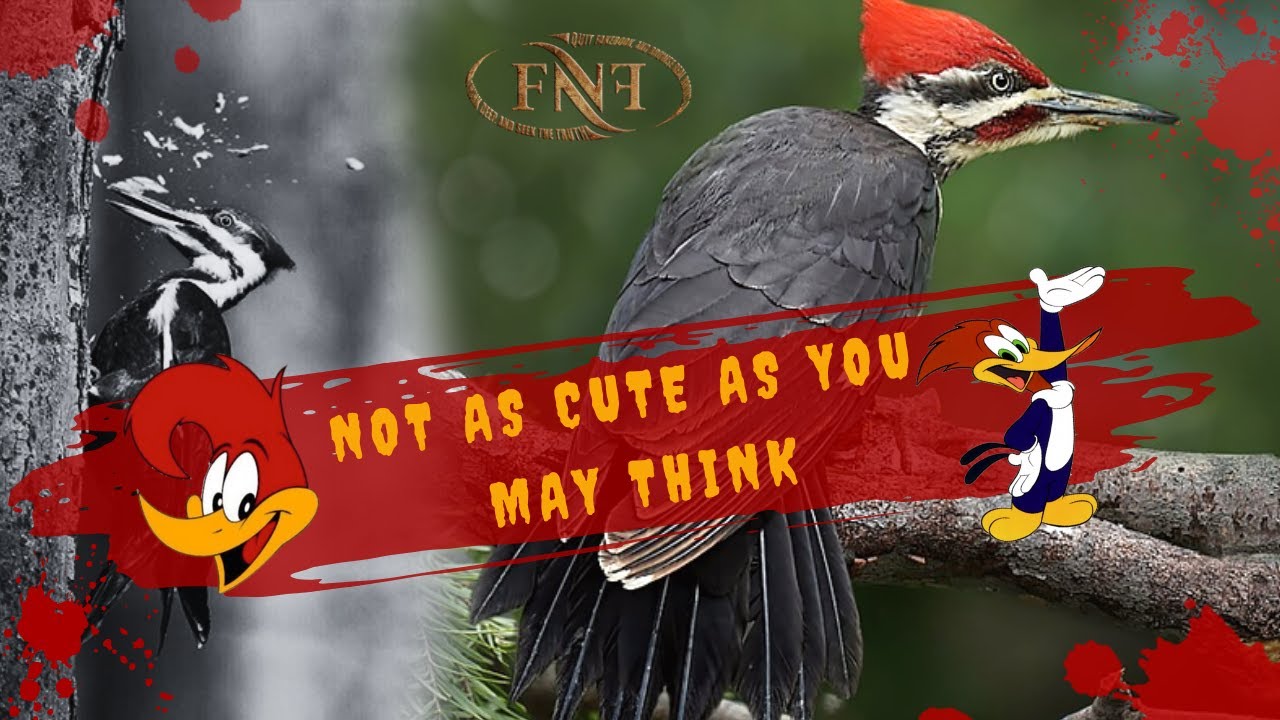 Woodpecker Marvels - Tongue Around Brain - YouTube