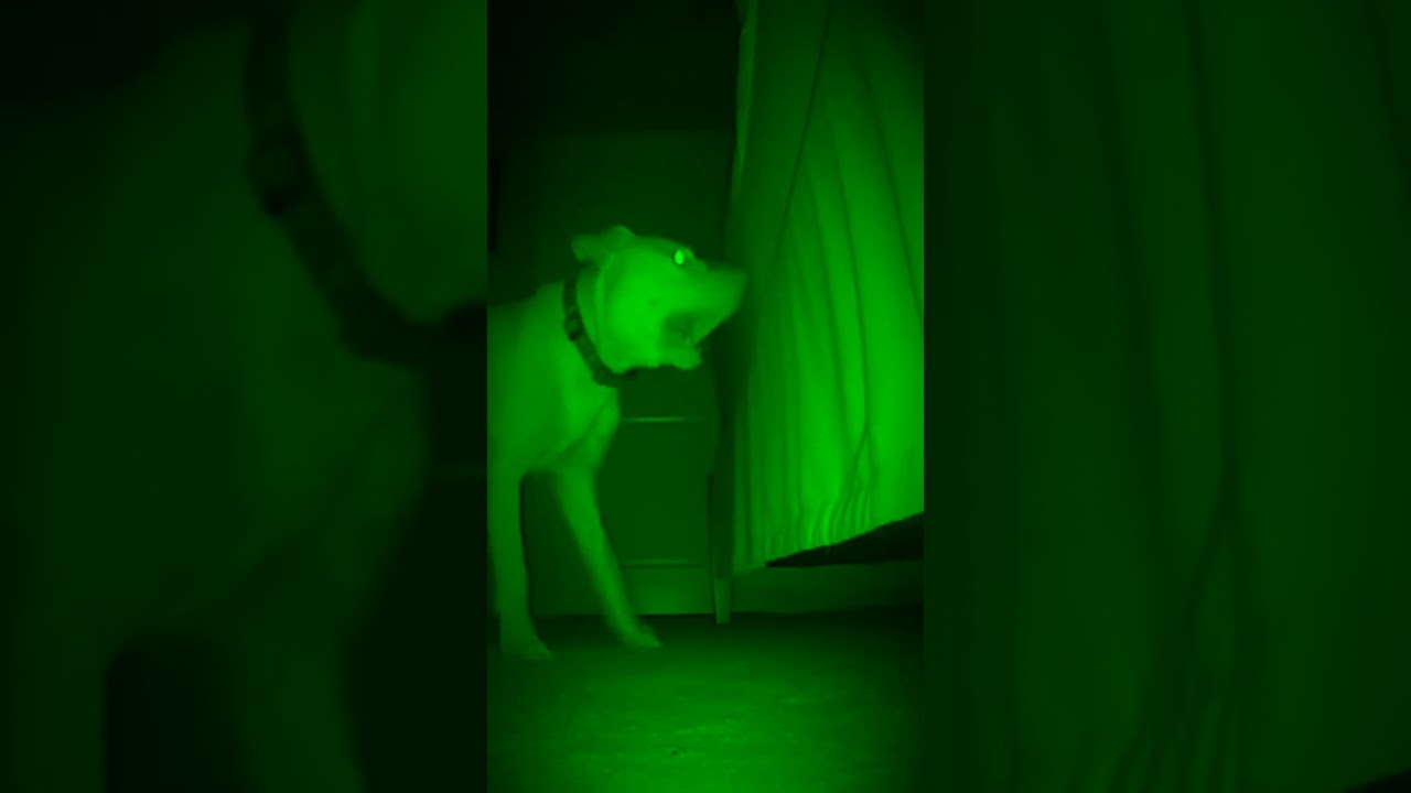 Whatever is under the bed... TOOK HIM! 😱🚫 