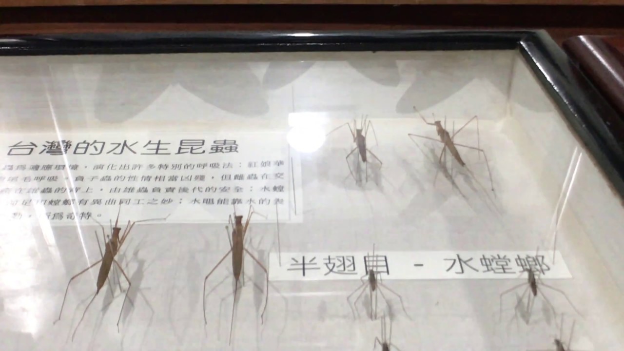 台灣水生昆蟲圖鑑1 木生昆蟲博物館 Youtube