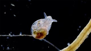 Lymnaeidae - Pond Snails