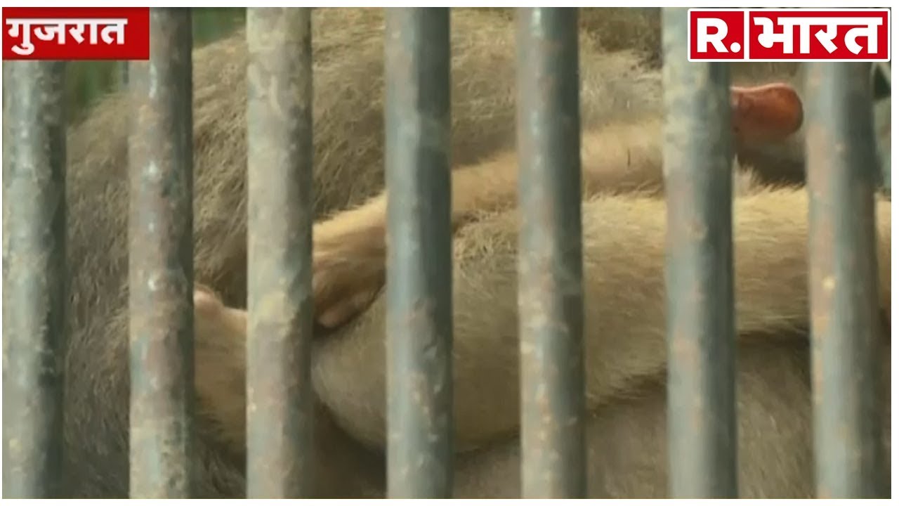 hindi news channel live बेज़बान जानवरों पर भी कहर डहा रही है कुदरत, पिंजरे भी हुए तालाब में तब्दील