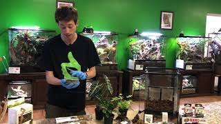 How to setup a bioactive terrarium for a Green or Gray Tree Frog. Self-Cleaning/Self-Maintaining.