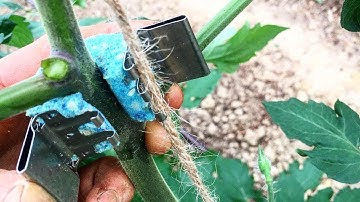 Qlipr System for Trellising Tomatoes | Sunset Market Gardens