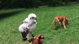 Sharp-Shinned hawk glove training