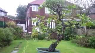 English Hornbeam Bonsai (Carpinus Betulus)