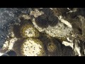 Beekeeper VS Yellow Jackets
