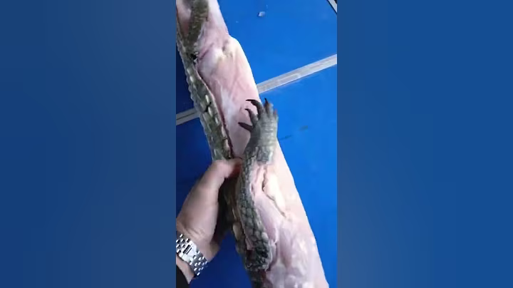 Crocodile Farm  Feeding Crocodile Farm #282