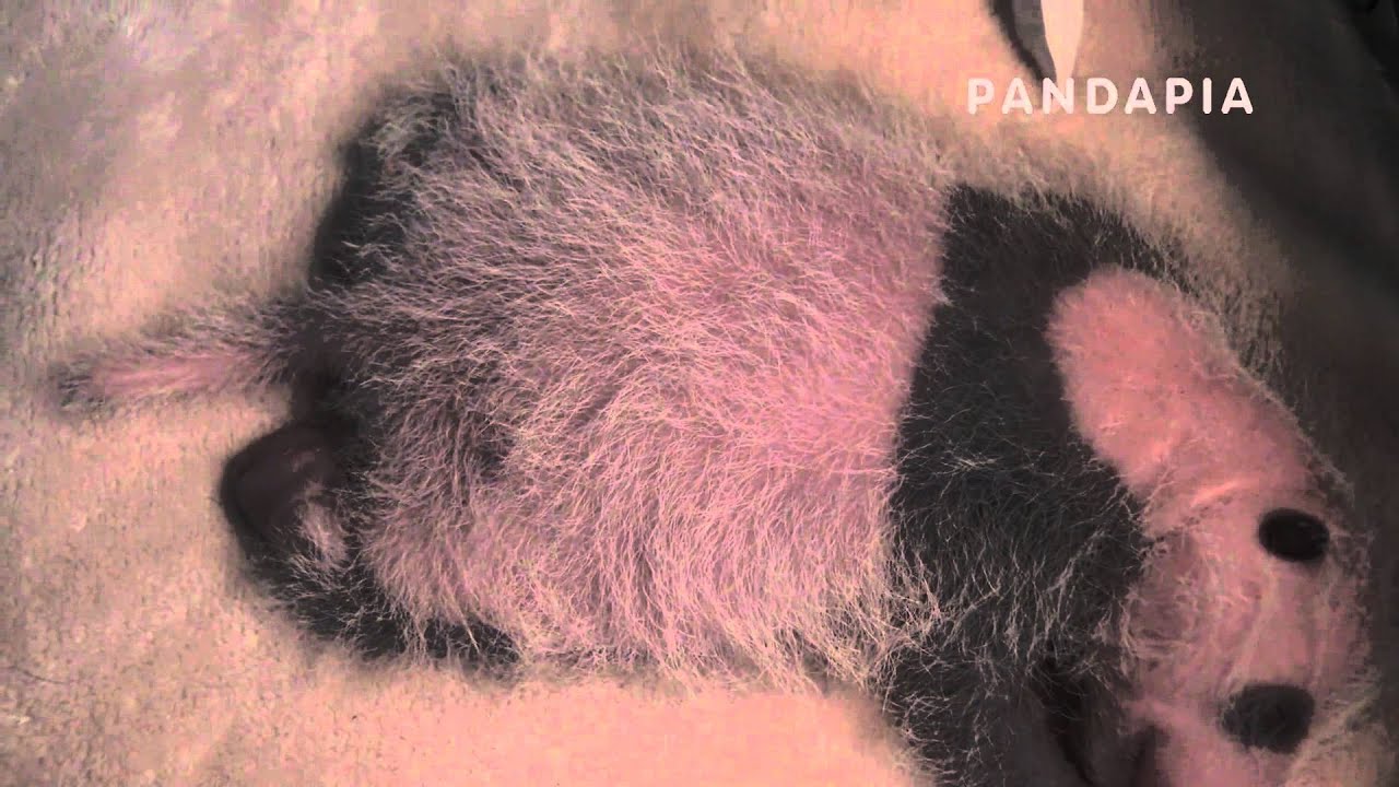 pandas merge pandapia 20140818-111600-太陽產房-七喜趴在保育箱裏睡覺