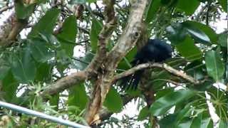Eastern koel screenshot 5