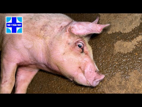 Video Heo nái Đan Mạch: Rủi ro tiềm ẩn khi nuôi cùng lợn thịt - youtube