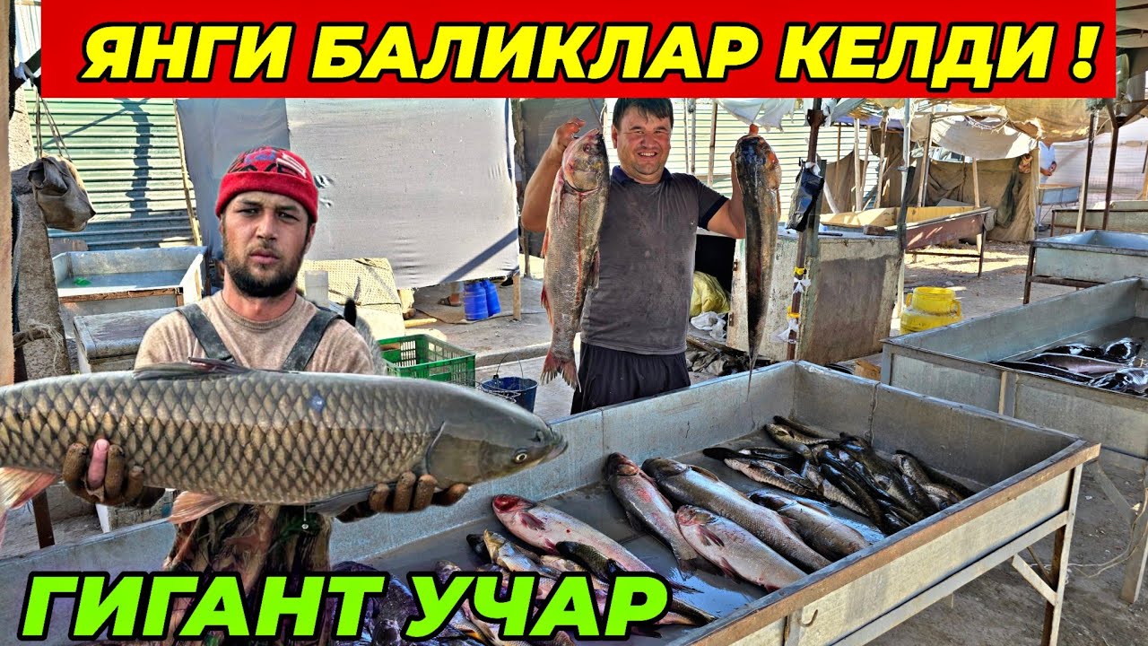ДИККАТ! БАЛИК НАРХЛАРИ АРЗОНЛАДИ | ТУРТКУЛЬ ЭЛЛИККАЛЬА БЕРУНИЙ ХОРАЗМ УРГЕНЧ БАЛИК БОЗОРИ 2025