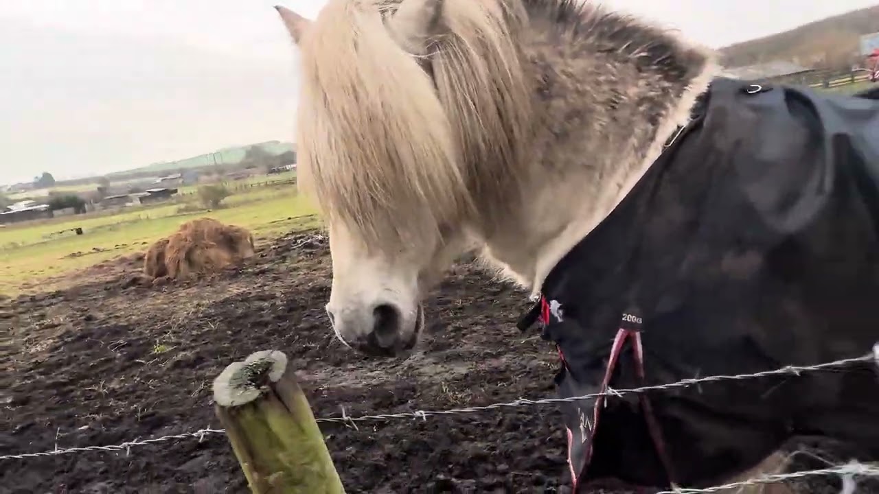 17/0/26 trail run with willow 