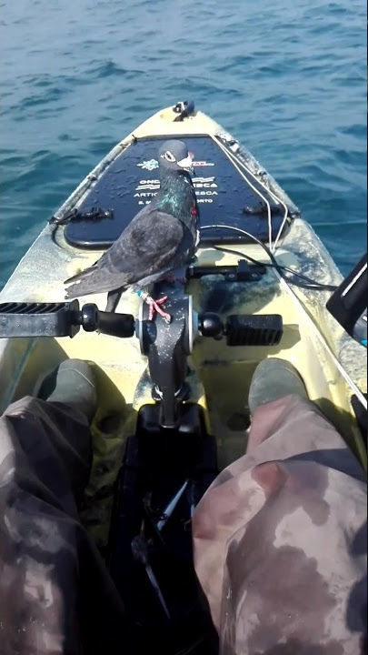 libertação de pombo.#part2 release pigeon.pombo no caiaque.#shorts