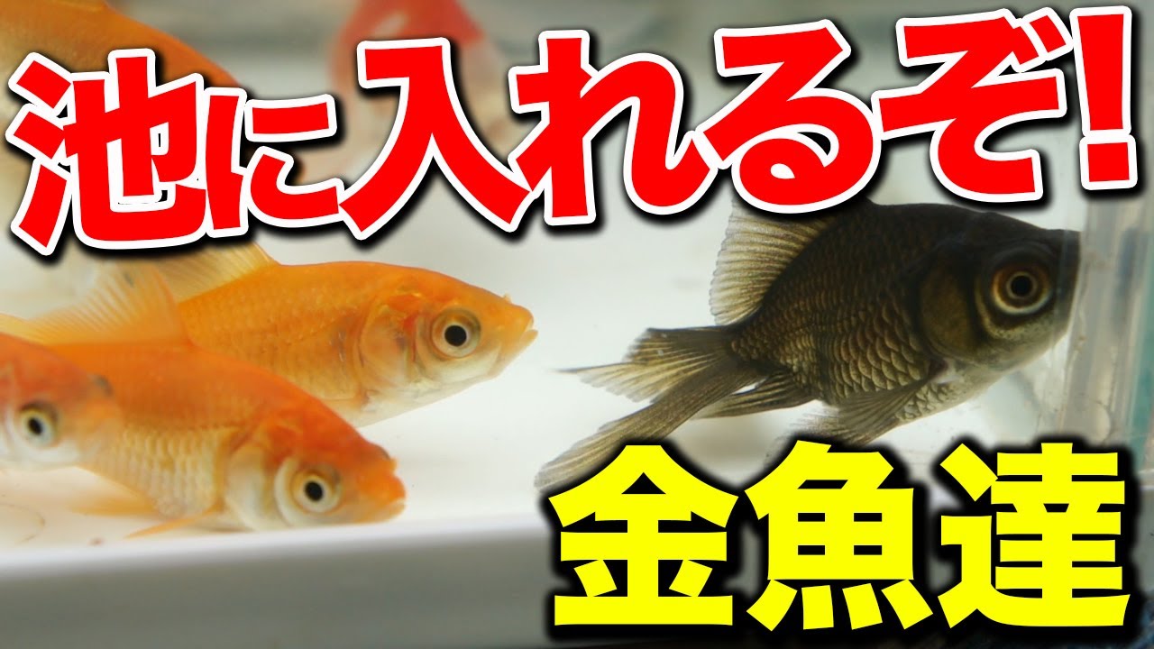 庭の池 金魚すくいで取った金魚達を池に投入 19 8 29 Youtube 庭の池 金魚すくいで取った金魚達を池に投入 19 8 29 Youtube