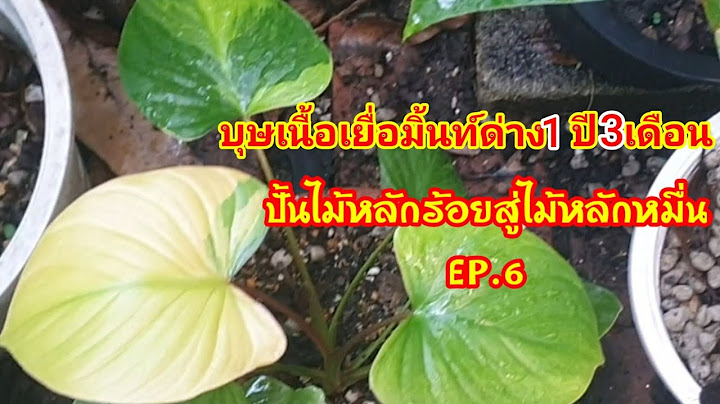 กากน ำตาล อ เอ ม ร านขายในปราจ น