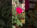 My garden is blooming #music #springonshorts #gardening