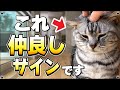 【親しい人にしか見せない仕草】猫が仲良しな人に見せるサイン "8選"【保護猫】