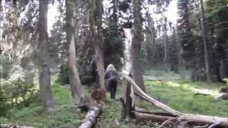 Paul Freeman Bigfoot Investigation Evidence