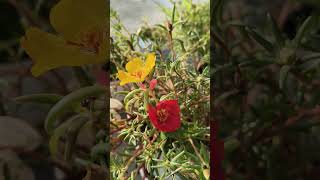 #nature #portulaca #gardening #gardenlove #flowers #floralmagic