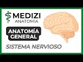 Anatomía General - Sistema Nervioso (Nervios)