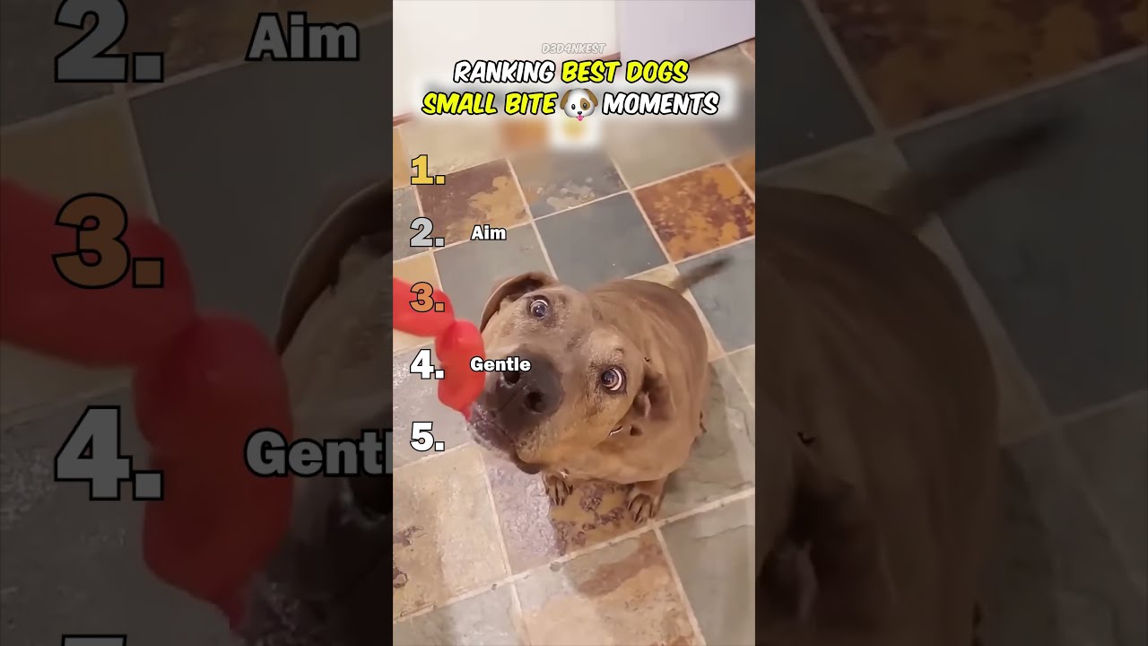 Ranking Best Dogs Small Bite Moments