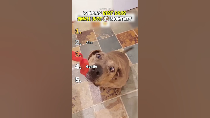 Ranking Best Dogs Small Bite Moments