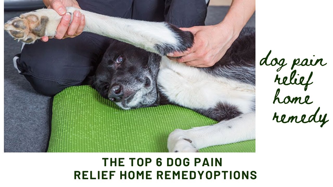 Dog Pain Relief Home Remedy The Top 6 Dog Pain Relief Home Remedy