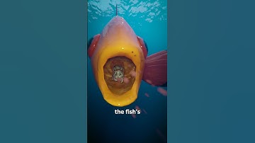 Thumbnail of Parasite Replaces A Fish's Tongue 😱