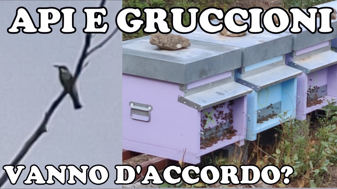 Api e Gruccioni, cosa potrà mai accadere? 😅