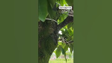 Cúc Thọ Hương Cây Vip Chơi Tết 2024#0377357115 #cscầnthơhg #shorts #cucthohuong