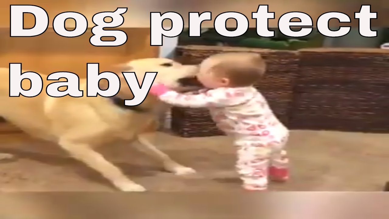 mother dog protect baby YouTube