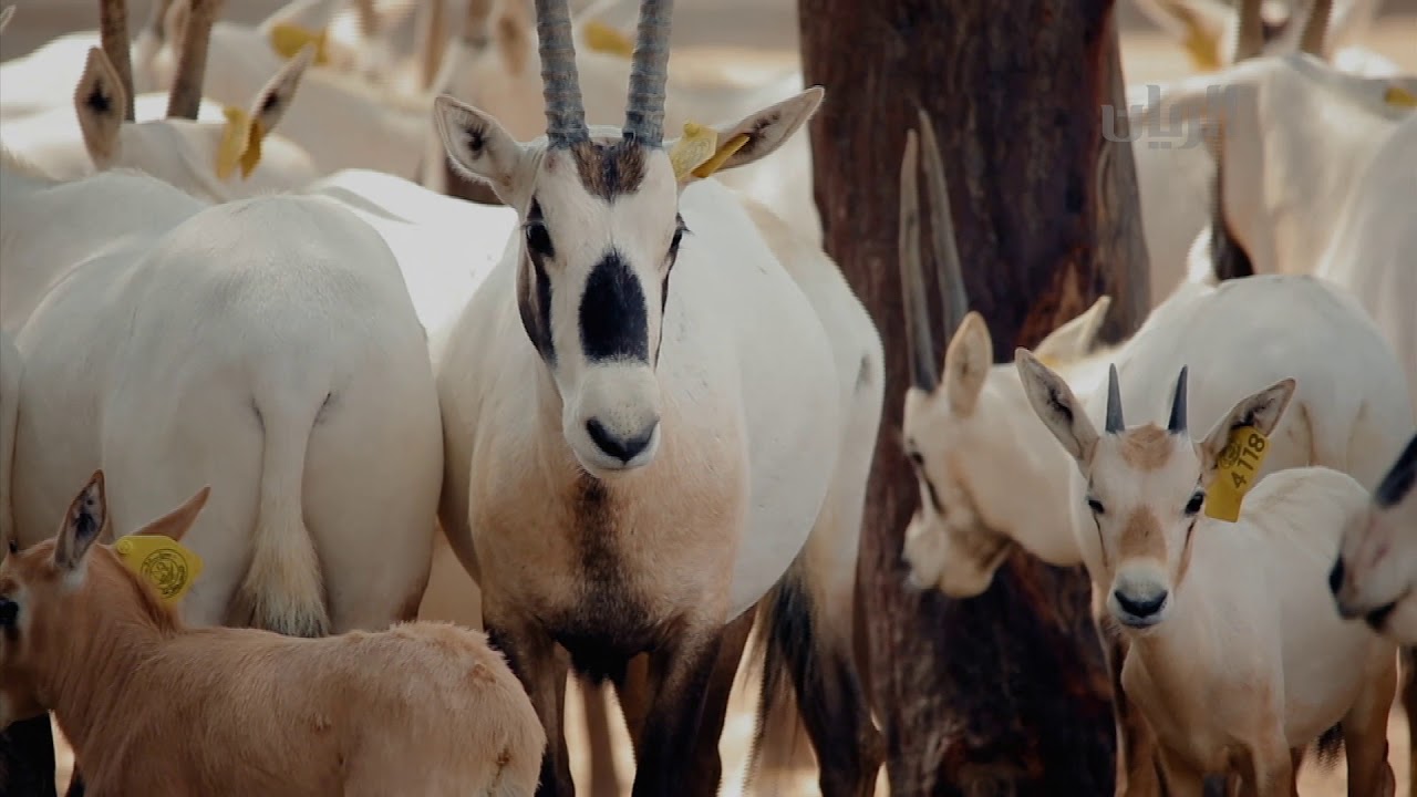 بر وبحر - محمية الشحانية