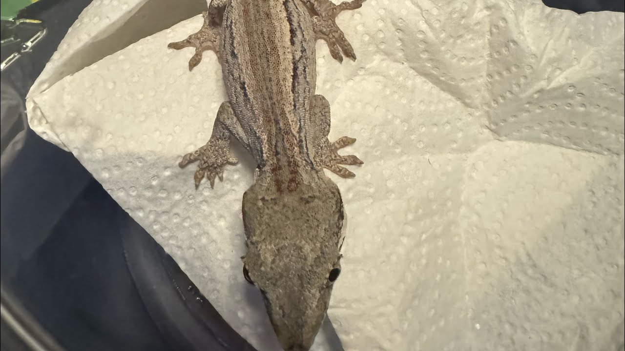 Setting up a Gargoyle Gecko Terrarium Zoo Med Naturalistic Terrarium