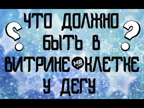 Что должно быть в витрине/клетке  у дегу? Болтаем.